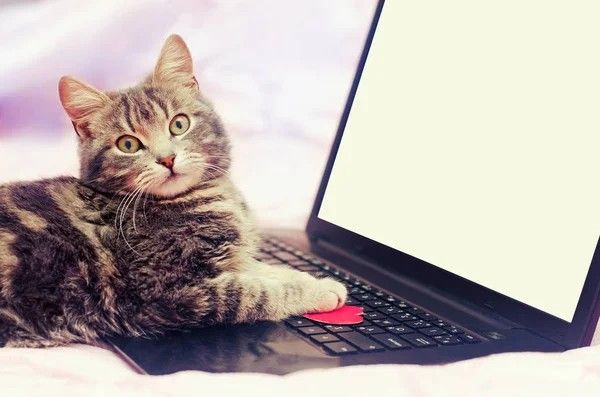 Код із душею — Frontend / UX-UI розробник